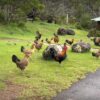 Kauai Chickens Video