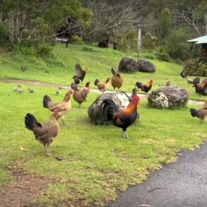 Kauai Chickens Video