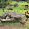 Kauai Chickens