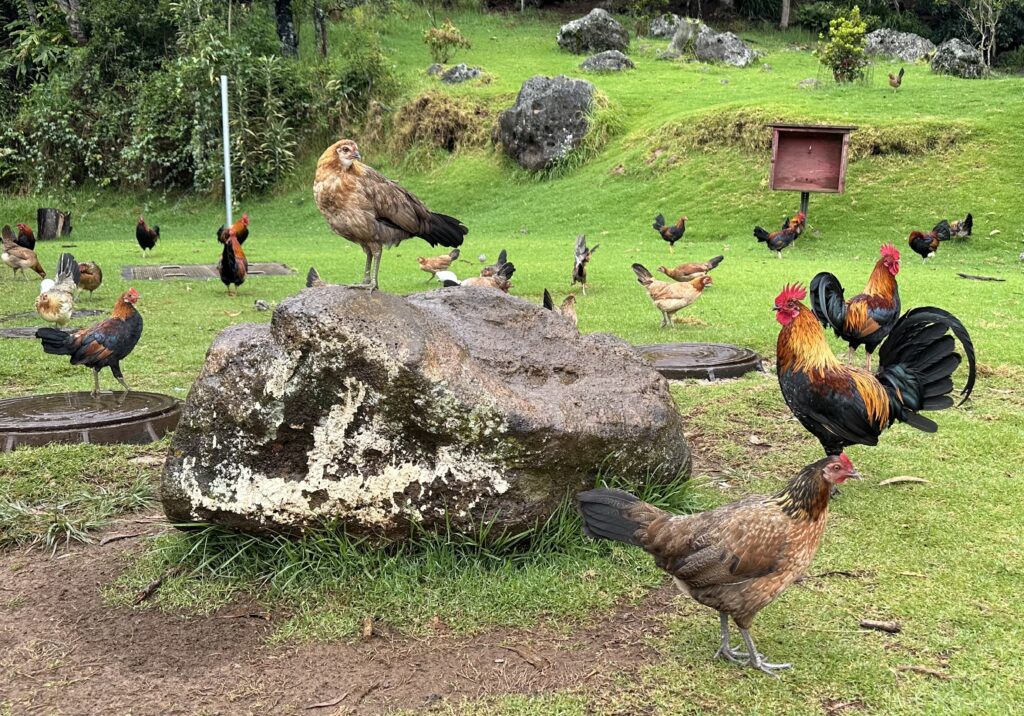 Kauai Chickens