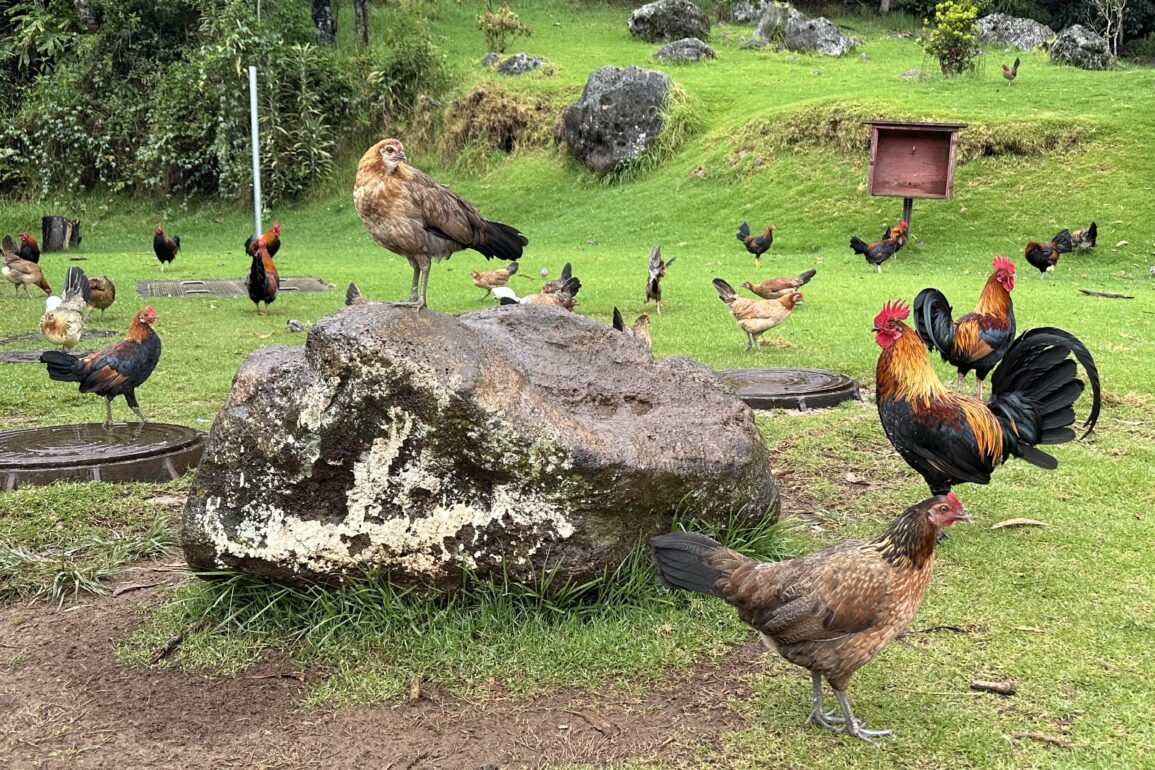 Kauai Chickens