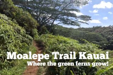 Moalepe Trail Video
