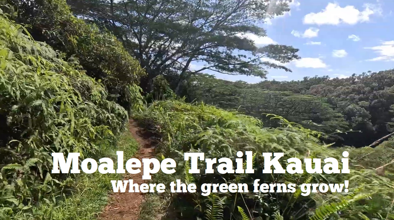 VIDEO: Moalepe Trail - Where the Green Ferns Grow