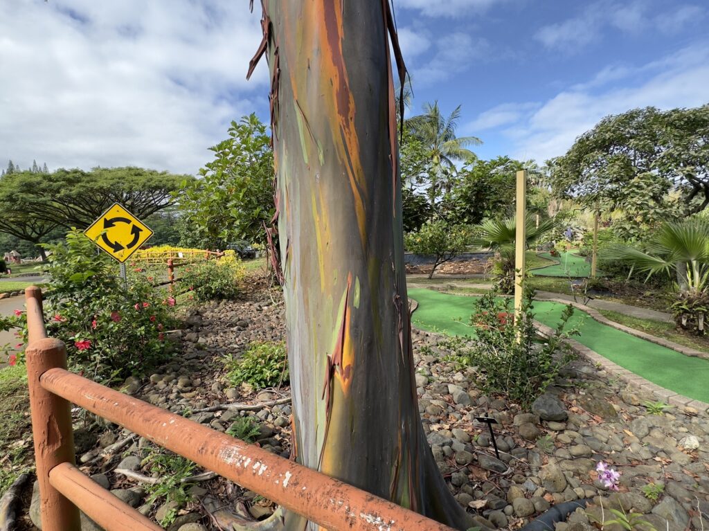 Kauai Rainbow Eucalyptus Trees