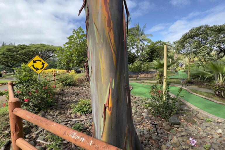 Kauai Rainbow Eucalyptus Trees