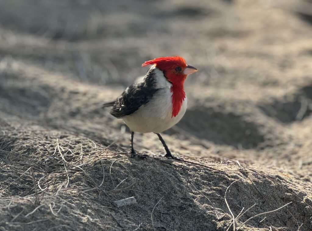 Red-crested Cardinal Kauai