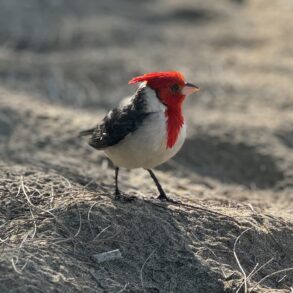 Red-crested Cardinal Kauai