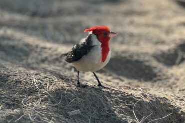 Red-crested Cardinal Kauai