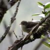 Akikiki Bird Kauai