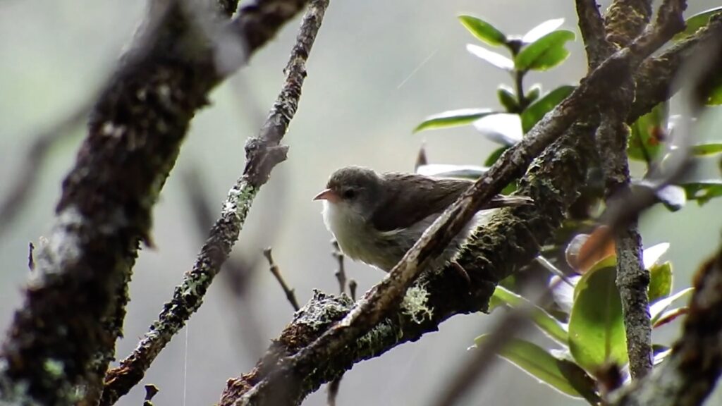 Akikiki Bird Kauai