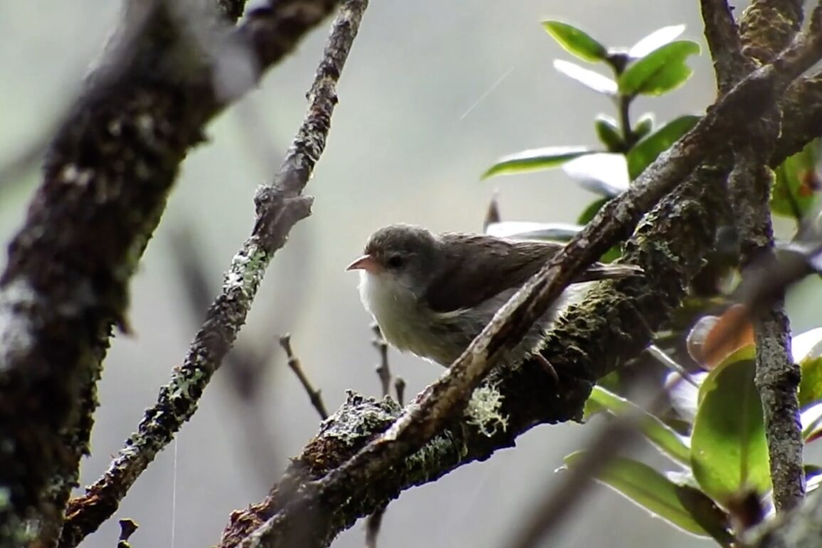 Akikiki Bird Kauai