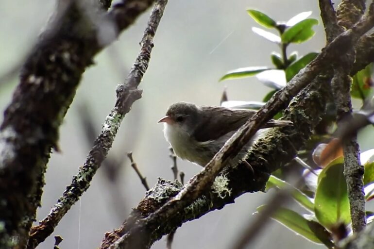Akikiki Bird Kauai