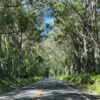 Kauai Tree Tunnel