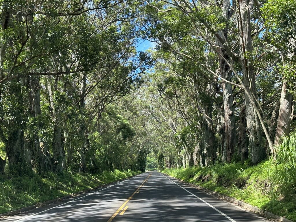 Kauai Tree Tunnel