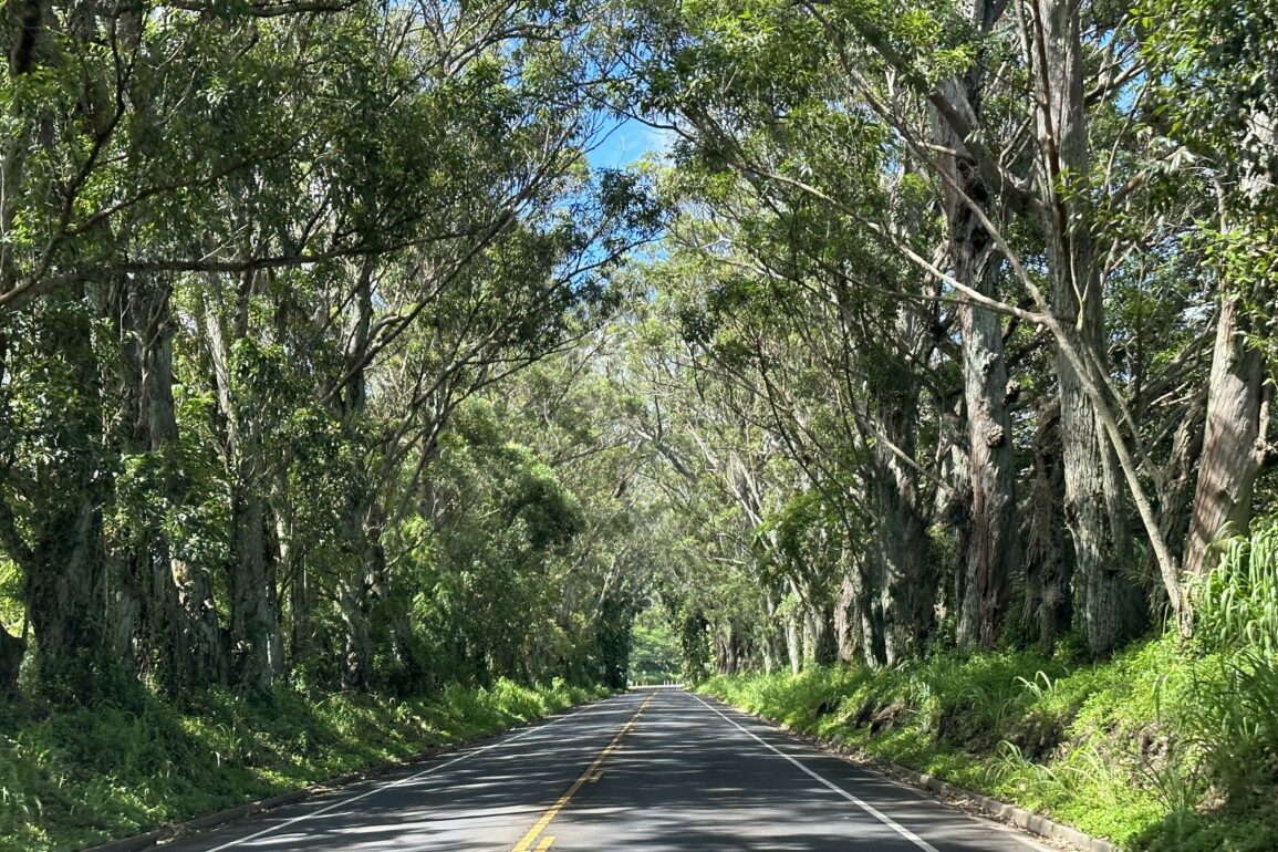 Kauai Tree Tunnel