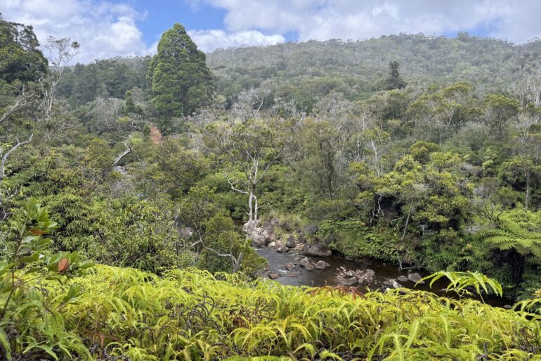 Kawaikoi Stream Trail Kauai