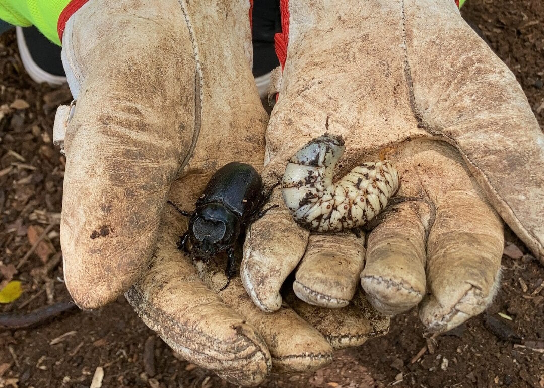 Coconut Rhinoceros Beetle Kauai