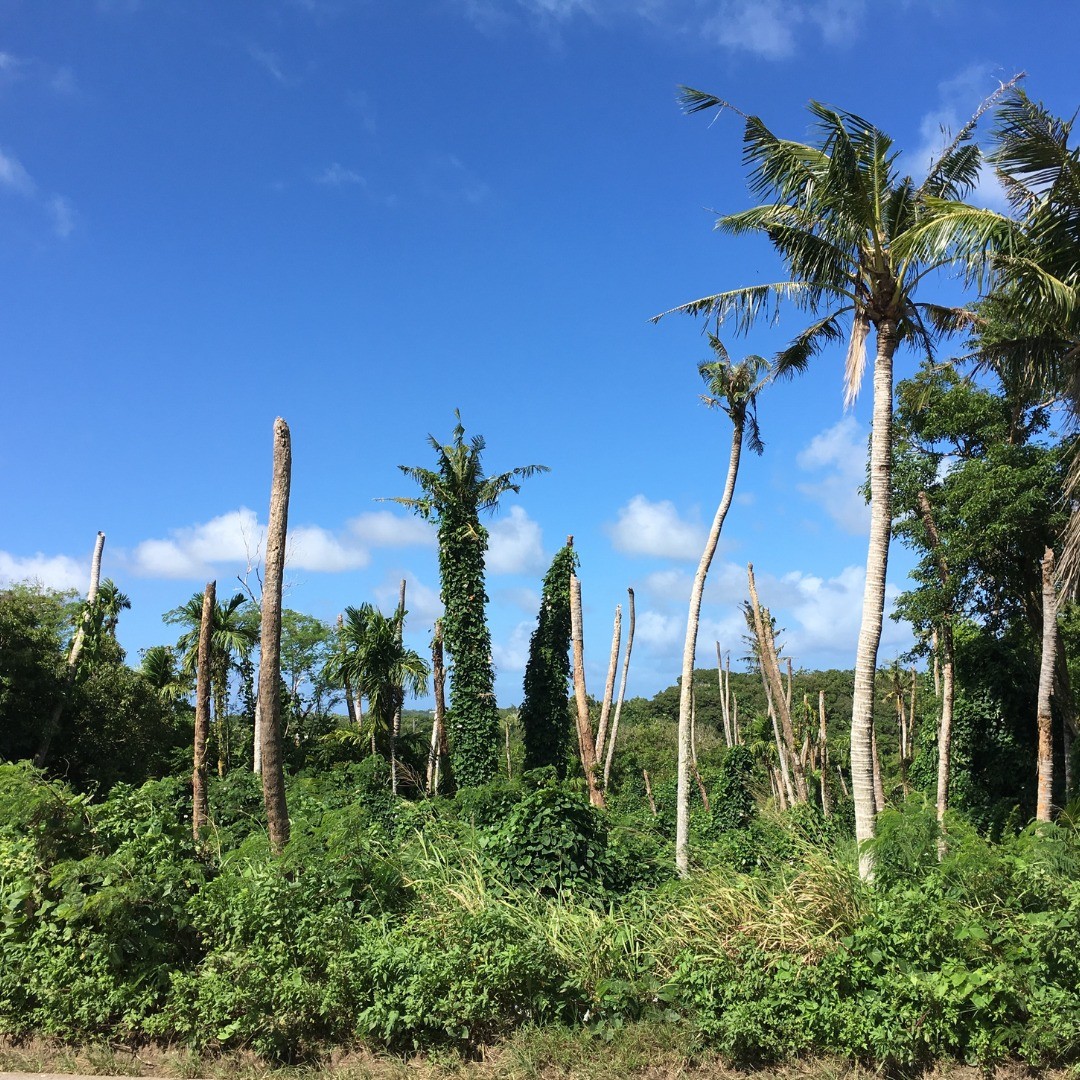 CRB Palm Trees Damage